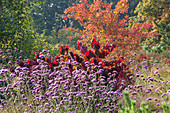 Pfaffenhütchen 'Red Cascade' (Euonymus), Judasbaum 'Forest Pansy' (Cercis) und Eisenkraut (Verbena bonariensis) im Herbstgarten