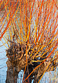 Silber-Weide 'Yelverton' (Salix alba var. vitellina) mit orangefarbenen Zweigen im Winter