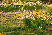 Zwiebelblumen-Wiese, Narzissen (Narcissus) und Schachblume, Schachbrettblume (Fritillaria meleagris)