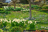 Zwiebelblumen-Wiese, Narzissen (Narcissus), Schachblume, Schachbrettblume (Fritillaria meleagris) und Strahlenanemone (Anemone blanda)