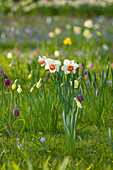 Frühlings-Wiese mit Narzisse 'Flower Record' (Narcissus)