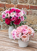 David Austin Wedding Roses, Rosen 'Kate', 'Miranda', 'Keira', 'Juliet', 'Princes Charlene', 'Paul Ricard' (Rosa)