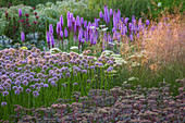 Zierlauch 'Summer Beauty' (Allium), Prachtscharte (Liatris), Fetthenne 'Matrona' (Sedum) und Gras