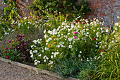 Sommerblumen-Beet mit Schmuckkörbchen (Cosmos), Fuchsschwanz 'Mekon Red' (Amaranthus) und Zinnien (Zinnia)