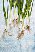 Fresh spring onions with roots