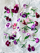 Various brightly coloured carnations