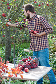 Mann pflückt Äpfel und legt sie in Erntekorb
