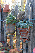 Succulents In Clay Pots On The Garden Fence