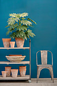Aralia and terracotta pots on trolley against blue wall