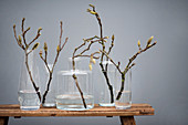 Branches of leaf buds in various glass vases on wooden bench