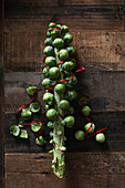 Brussels sprouts roughly arranged in the shape of a Christmas tree