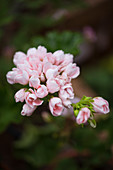 Pale pink pelargonium flowerhead with closed buds