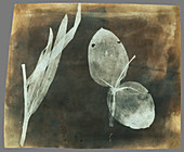Orchid leaves by Talbot, 1839