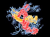 CRISPR-CAS9 gene editing complex molecule