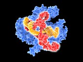 CRISPR-CAS9 gene editing complex molecule