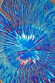 Herceptin anti-cancer drug, polarised light micrograph