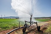 Spray Irrigation of Alfalfa field, Greece