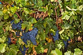 Grape harvest, Mycenae, Greece