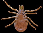 Lyme disease tick, SEM