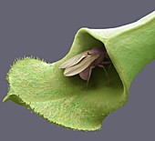 Fly in pitcher plant trap, SEM