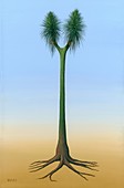 Sigillaria Carboniferous plant, illustration