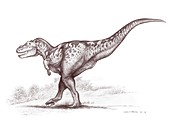 Tarbosaurus dinosaur, illustration