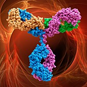 Immunoglobulin G antibody molecule