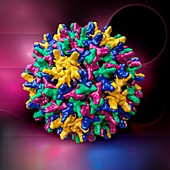 Hepatitis B virus capsid, illustration