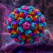 Murine polyoma virus capsid