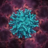 Human poliovirus, molecular model
