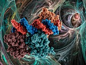 Tumour suppressor p53 complexed with DNA