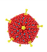 Adenovirus, molecular mode