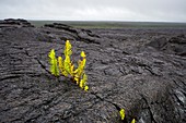 Lava flow and new plants, Hawaii