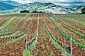 Vineyard, Spain