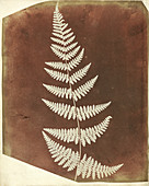 Fern fronds by Talbot, 1839