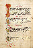 Comets, 15th century