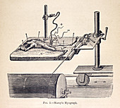 Muscle measurements, 1870s