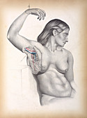 Female armpit anatomy, 1850s