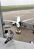 Aeroplane parked at gate