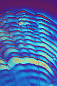 Aspirin crystals, polarised light micrograph