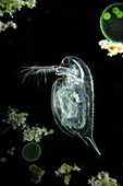 Water flea, darkfield micrograph