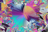 Dopamine crystals, polarised light micrograph