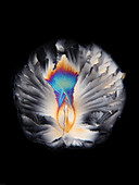 Urea crystal, polarised light micrograph