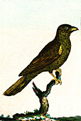 Yellow-billed oxpecker, 19th Century illustration
