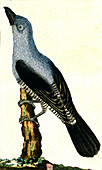 Jackdaw, 19th Century illustration