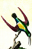Hummingbird, 19th Century illustration