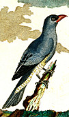 Blue wood pigeon, 19th Century illustration