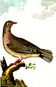 Turtle dove, 19th Century illustration