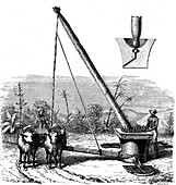 19th Century sugar cane production, India