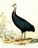 Cassowary, 19th Century illustration